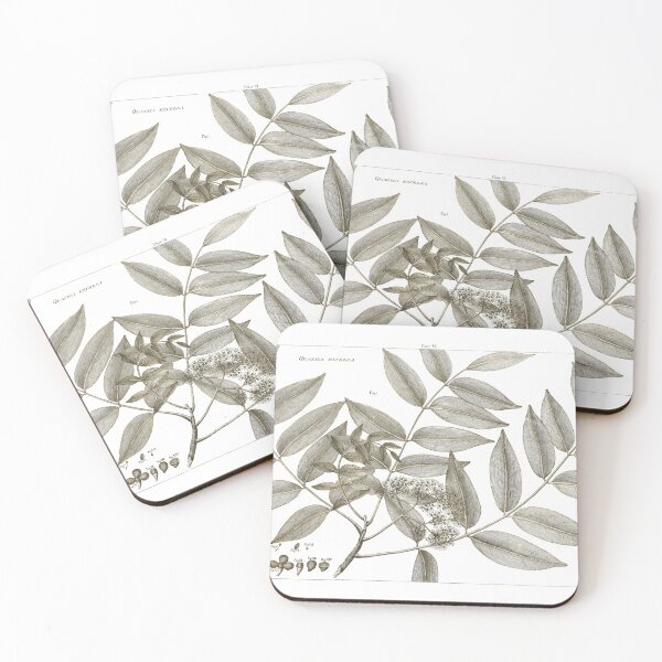 Item preview, Quassia Excelsa Plate VI Why Clafs P.214 designed and sold by simpson92.