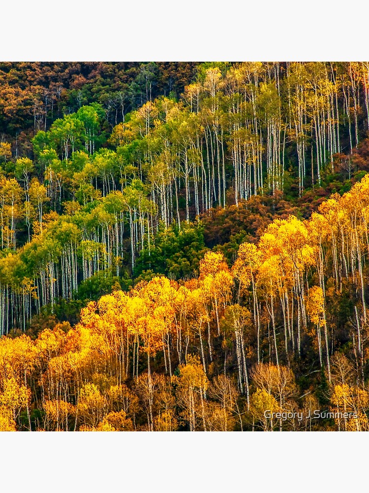 Aspen Soldiers by nikongreg
