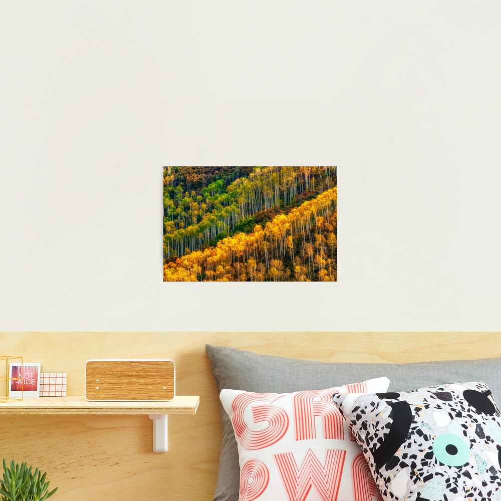 Aspen Soldiers Photographic Print
