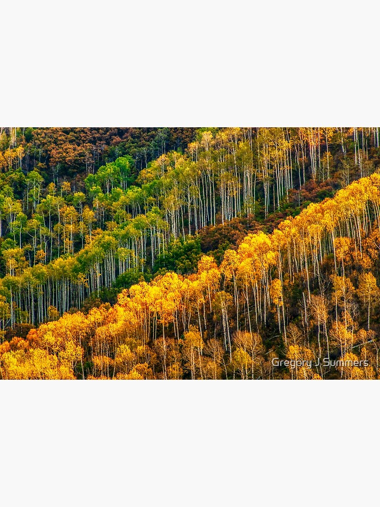 Aspen Soldiers by nikongreg