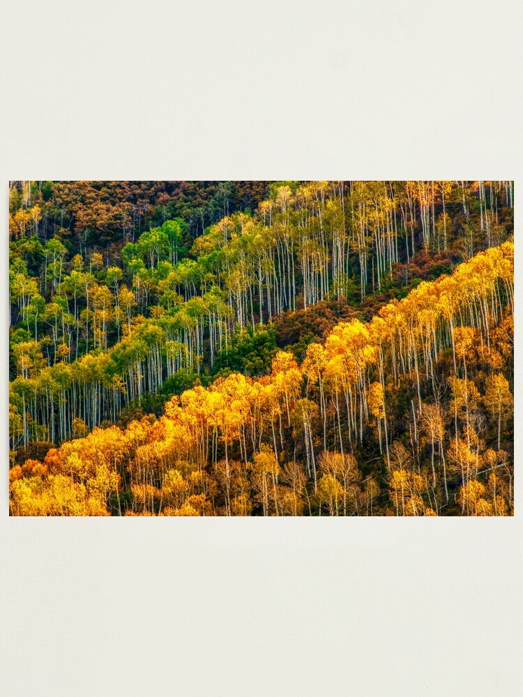Alternate view of Aspen Soldiers Photographic Print
