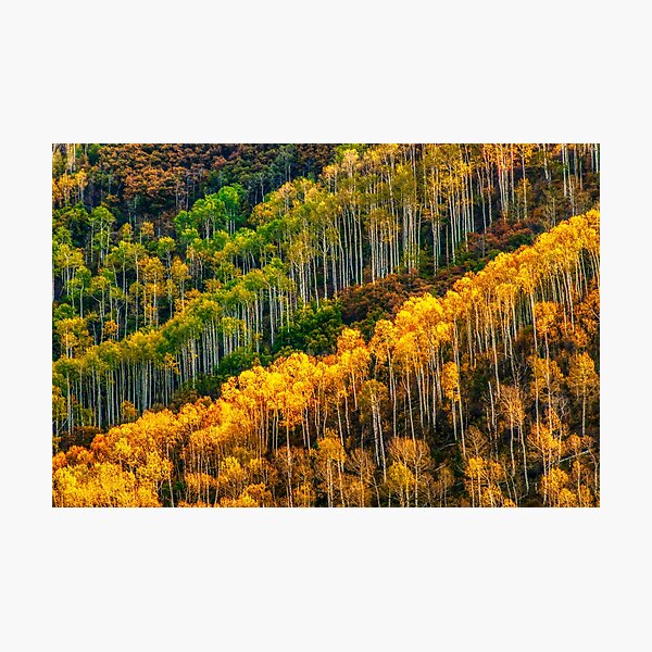 Photographic Print