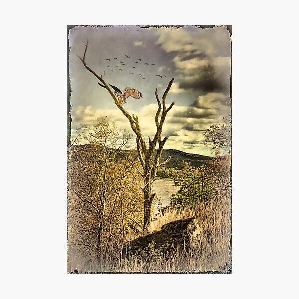 Item preview, Owl's Roost designed and sold by Chris Lord's Pixielated Pixels.