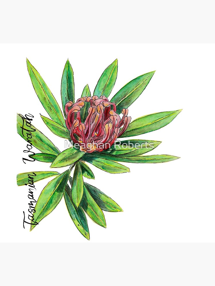 "Tasmanian Waratah" Art Print for Sale by MeaghanR Redbubble