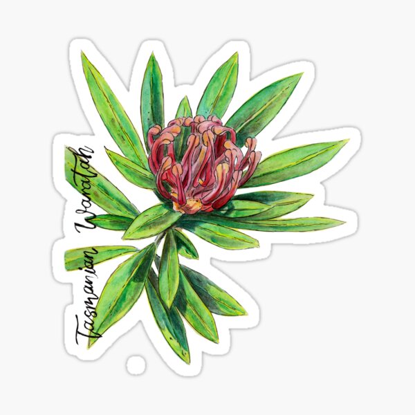 Item preview, Tasmanian Waratah designed and sold by Meaghan Roberts.
