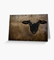 You All Know the Story of Mary and Her Little Lamb.... Greeting Card