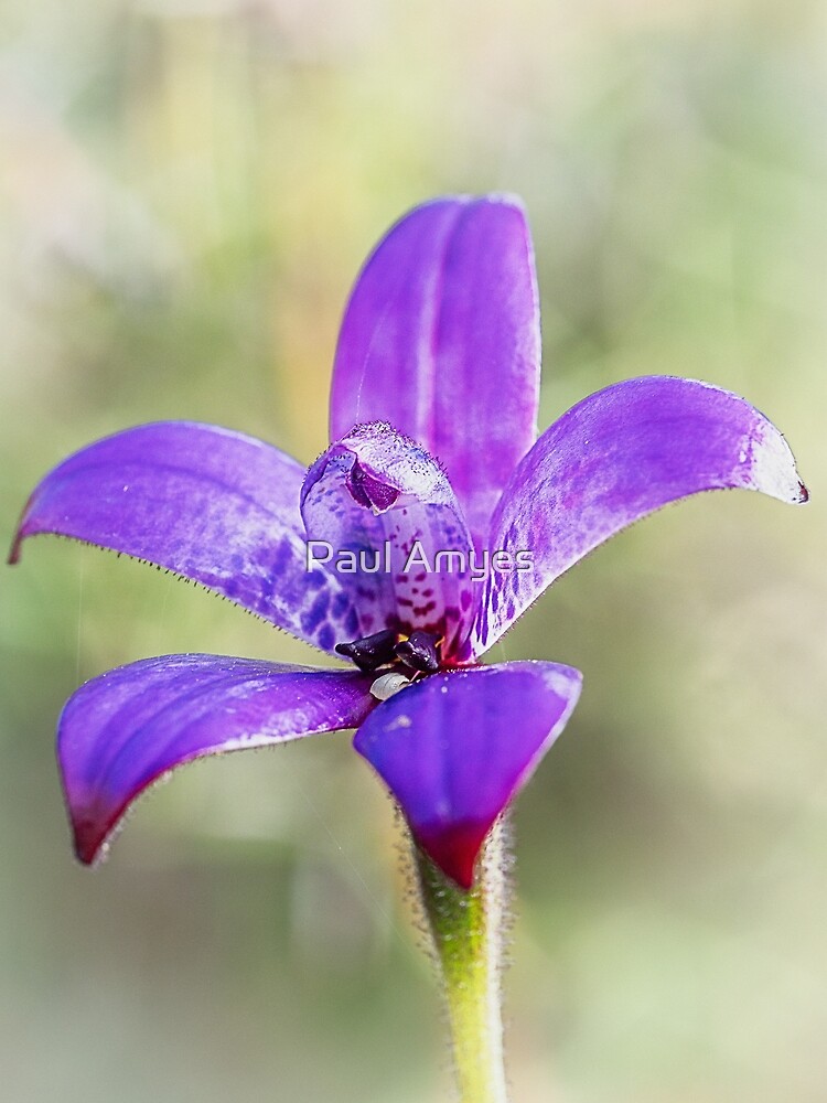 Purple Enamel Orchid by AmyesPhotograph