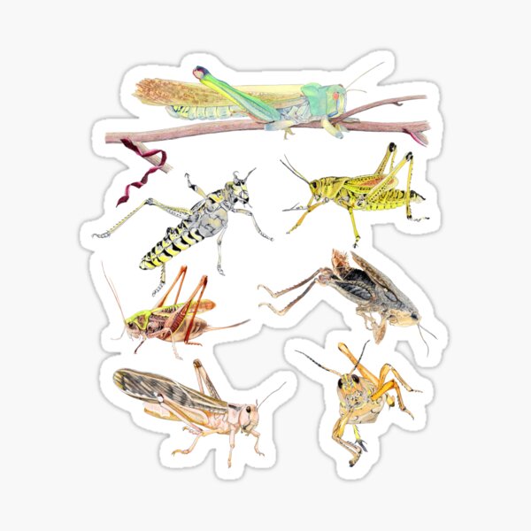 A Medley of Grasshoppers and Locusts Sticker