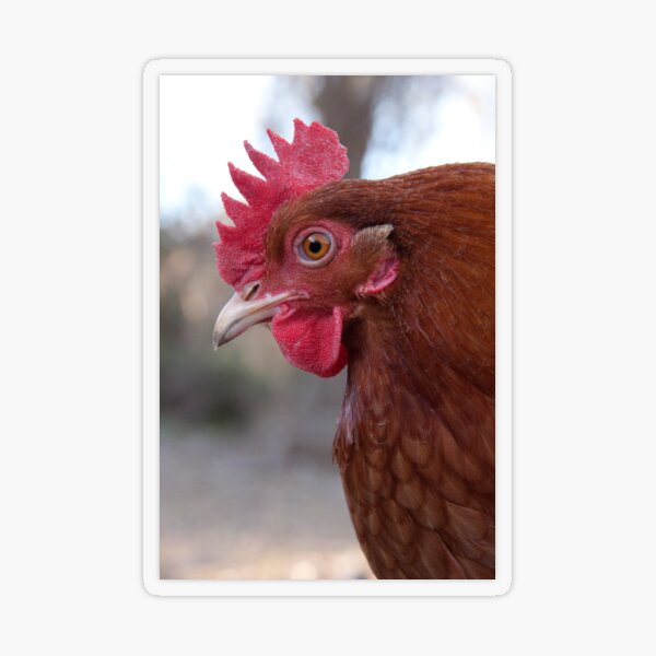 Red Rooster Transparent Sticker