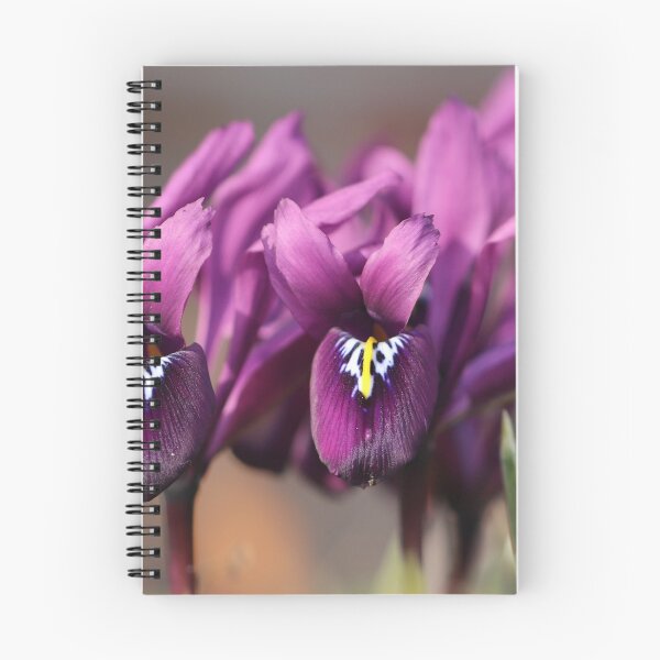 Item preview, Purple Iris reticulata designed and sold by cuprum.