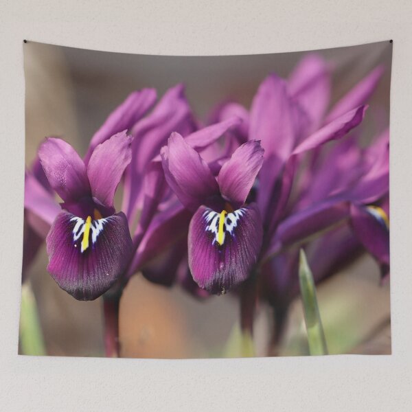 Item preview, Purple Iris reticulata designed and sold by cuprum.