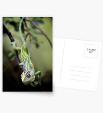 Chameleon Postcards