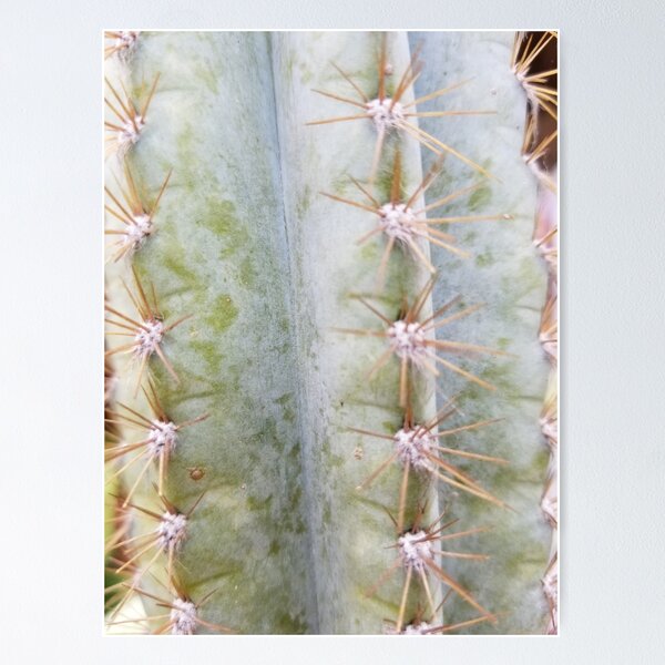Cactus Poster