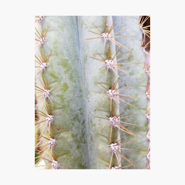 Cactus Photographic Print