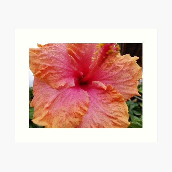 Hibiscus Art Print
