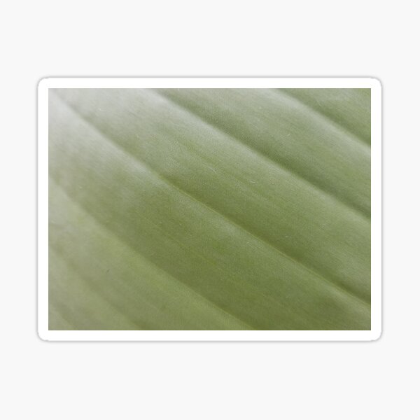 Green palm pattern Sticker