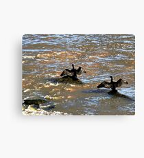 Cormorants drying their wings in Boulogne, France Canvas Print