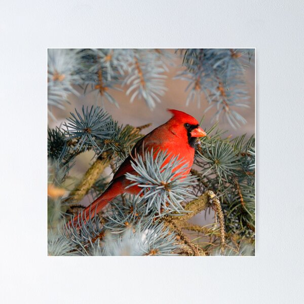 Item preview, Shy Redhead Squared designed and sold by Heather Pickard.