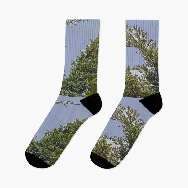 Item preview, Dancing Firs Sky designed and sold by KazM.