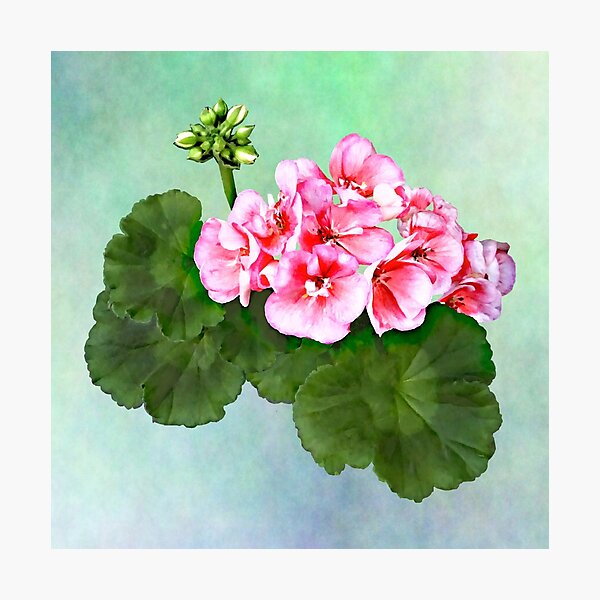 Item preview, Small  Pink Geranium designed and sold by Susan Savad.