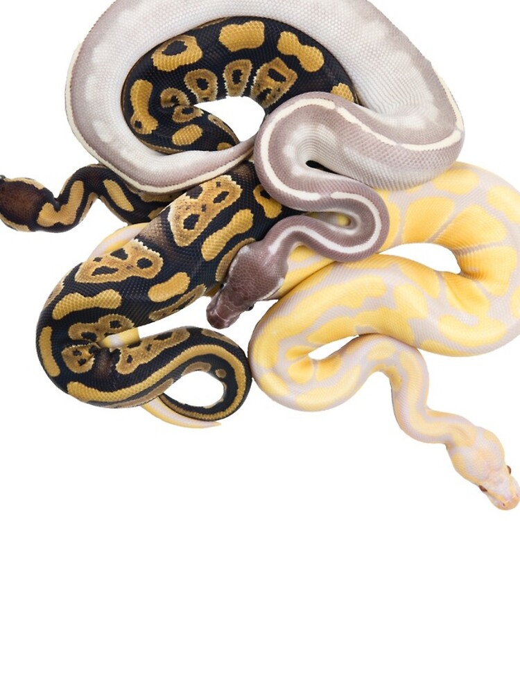 Thumbnail 4 of 4, iPhone Case, Python regius - Ball Python designed and sold by ThorHakonsen.