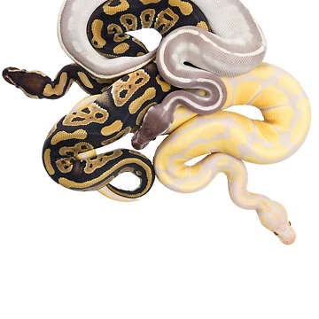Artwork thumbnail, Python regius - Ball Python by Thor Håkonsen