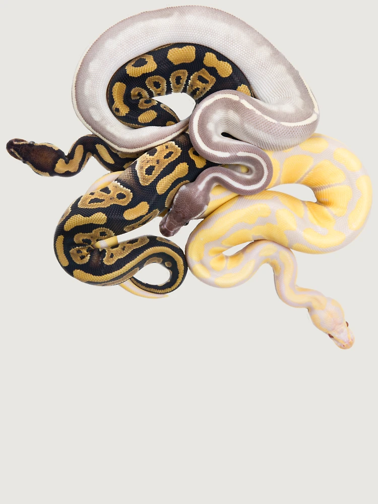 Thumbnail 6 of 6, Premium Oversized Sweatshirt, Python regius - Ball Python designed and sold by Thor Håkonsen.