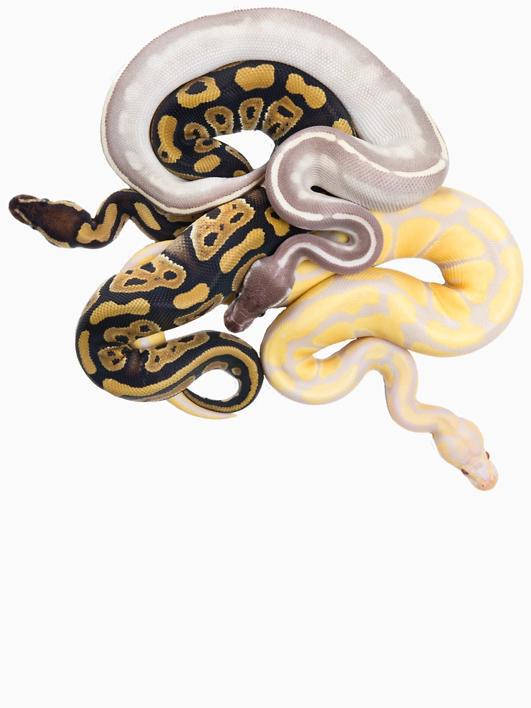Thumbnail 6 of 6, Pullover Hoodie, Python regius - Ball Python designed and sold by Thor  Håkonsen.