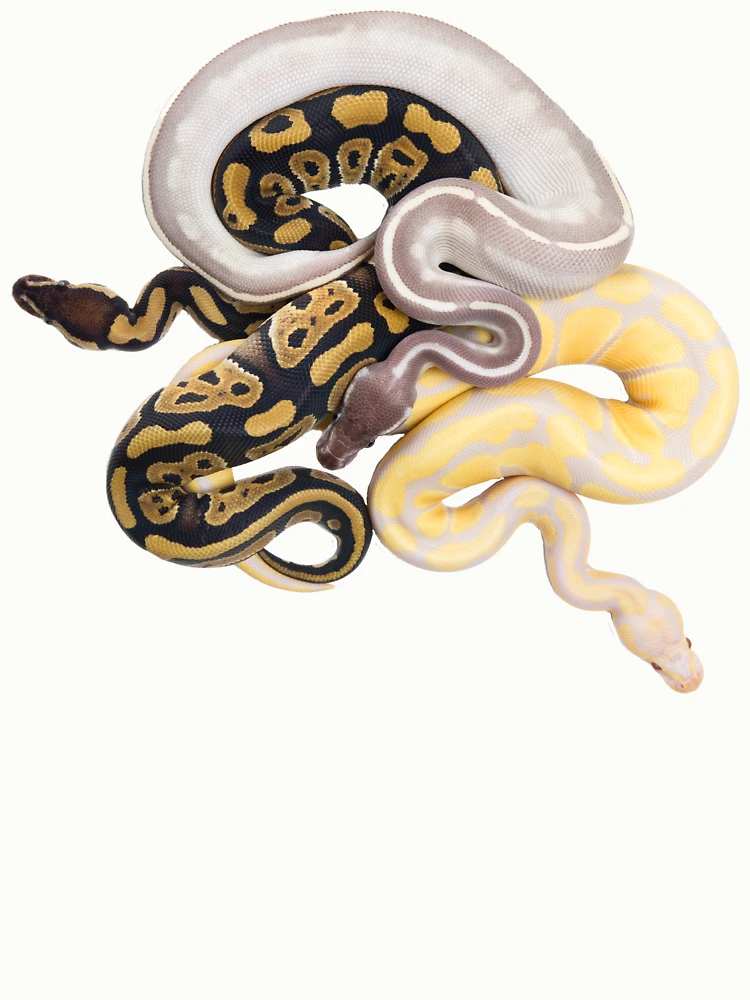 Thumbnail 6 of 6, Pullover Sweatshirt, Python regius - Ball Python designed and sold by Thor Håkonsen.