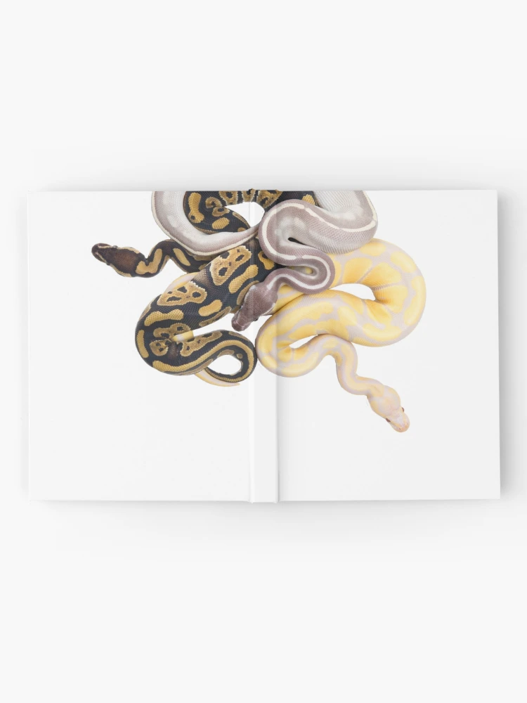 Thumbnail 2 of 3, Journal, Python regius - Ball Python designed and sold by Thor Håkonsen.