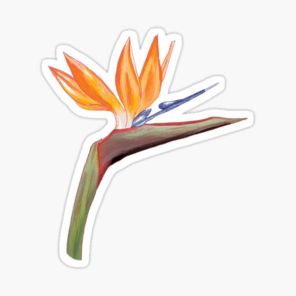 Strelitzia flower Sticker