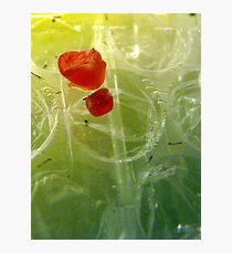 Guess what? SOLVED! Photographic Print