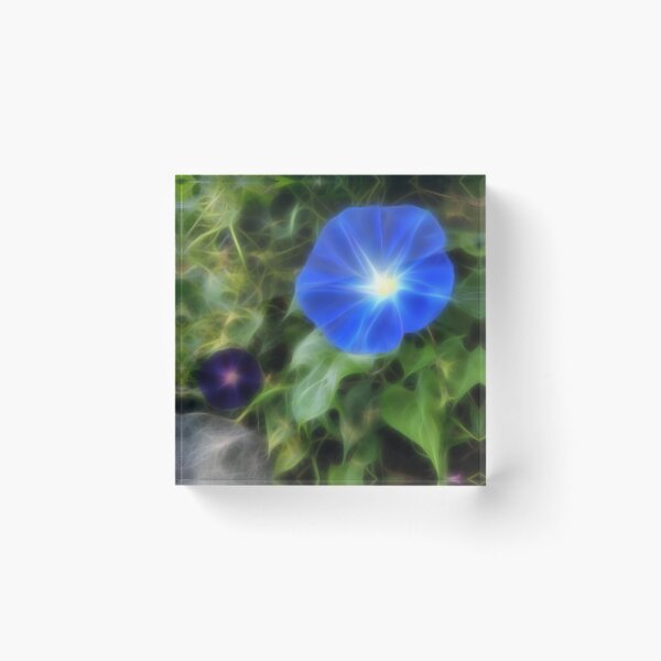 Item preview, Blue Morning Glory designed and sold by bloorose.