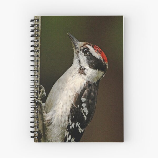 Item preview, Juvenile Downy Woodpecker designed and sold by Debbie Oppermann.