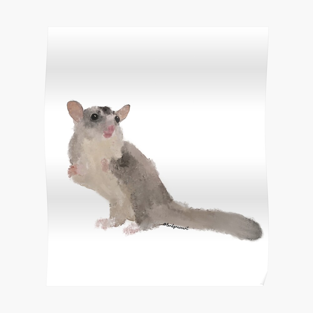 standard grey sugar glider
