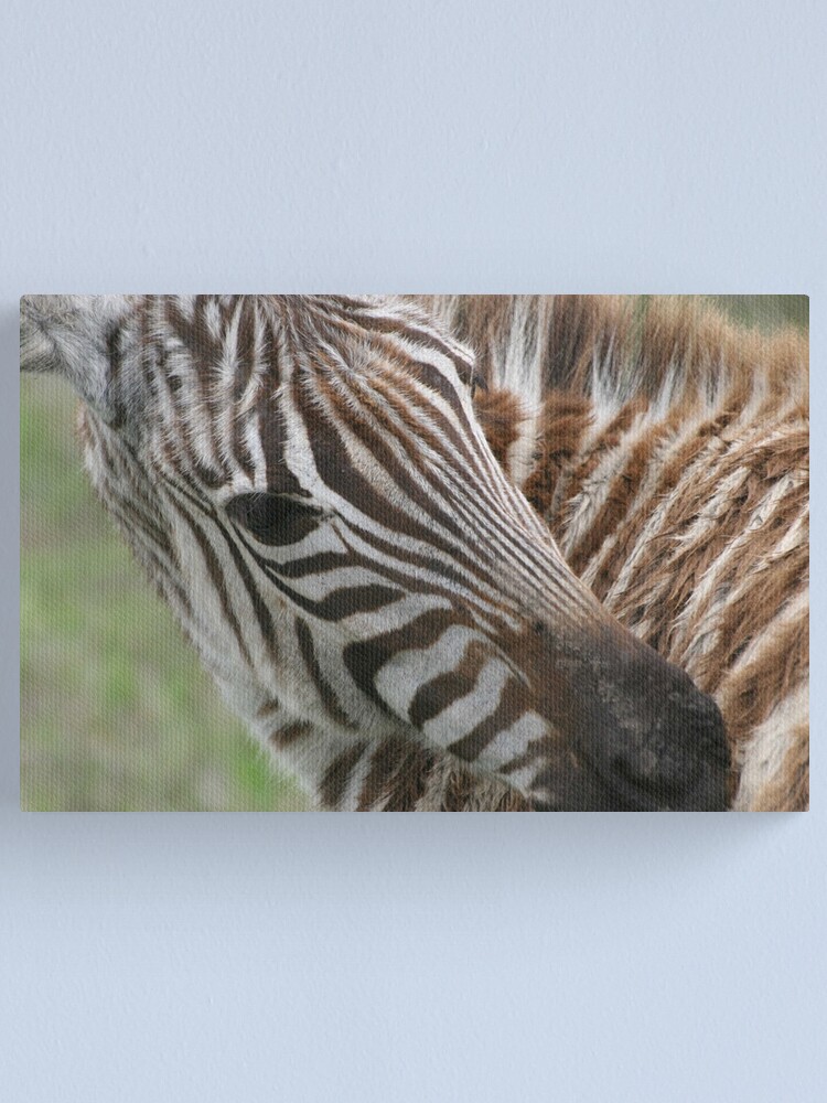 Alternate view of Zebra`s Stripes Canvas Print