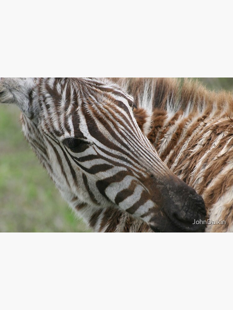 Zebra`s Stripes by JohnDalkin