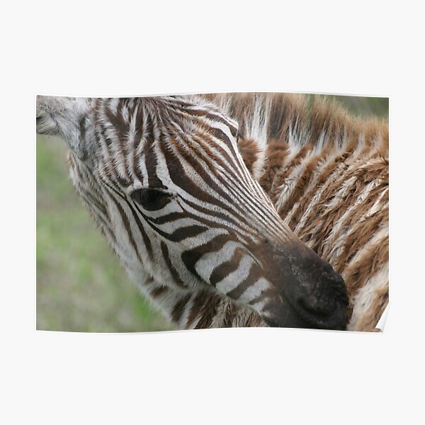 Zebra`s Stripes Poster