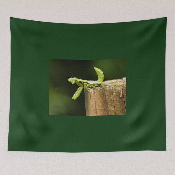 Item preview, Giant Rainforest Mantid (Hierodula majuscula) nymph on fence post. designed and sold by Connie Pinson.