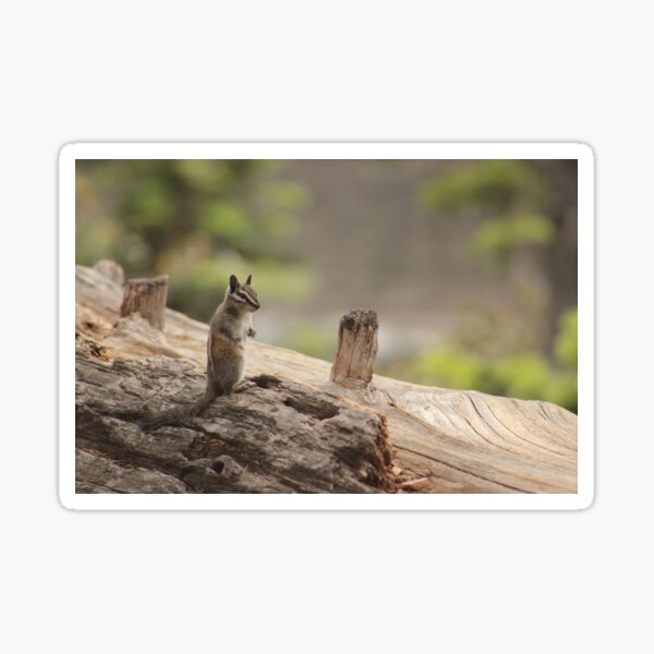 Yosemite chipmunk Sticker