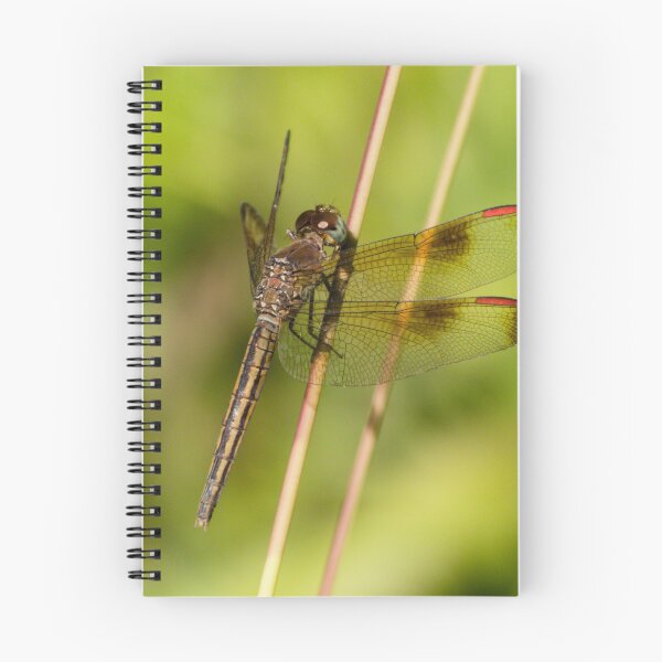 Item preview, Painted Grasshawk Dragonfly (Neurothemis stigmatizans) - Female designed and sold by Connie Pinson.
