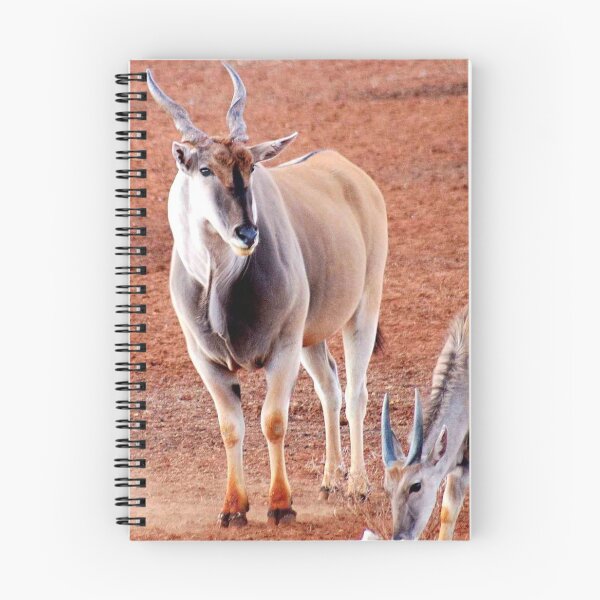 Artikelvorschau, ELAND BULL UND JUNGES BULLENKALB - Taurotragus oryx - Eland koei en kalf entworfen und verkauft von Magriet Meintjes.