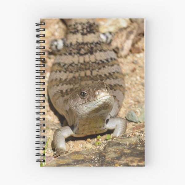 Item preview, Blue-tongued skink (Tiliqua nigrolutea) designed and sold by Connie Pinson.
