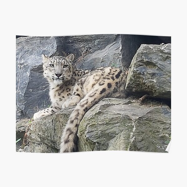 Guepard Posters Redbubble