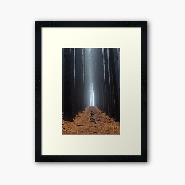 Sugar Pine Walk 1 Framed Art Print