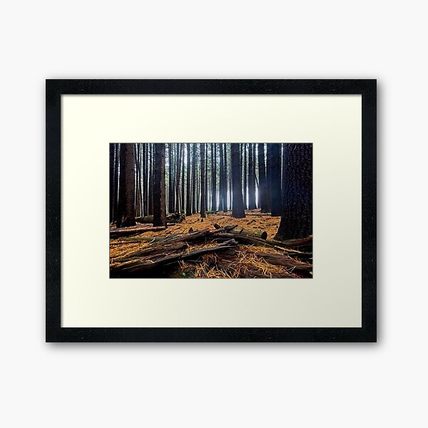 Sugar Pine Walk 2 Framed Art Print