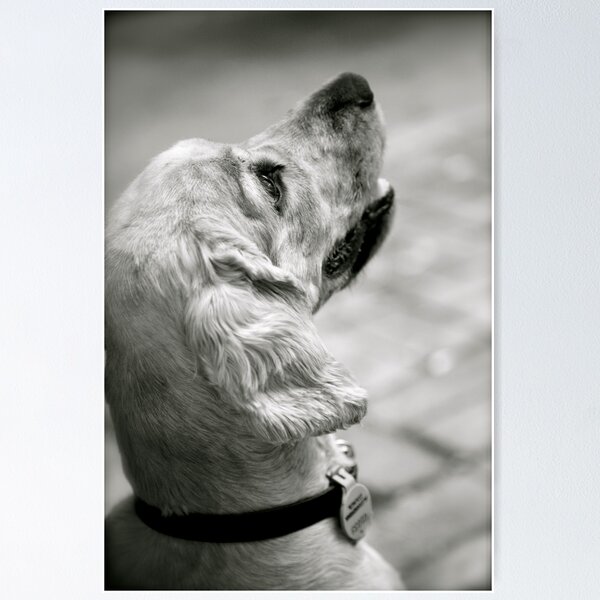 Item preview, Spaniel Sophie designed and sold by Sue-Ellen Cordon.