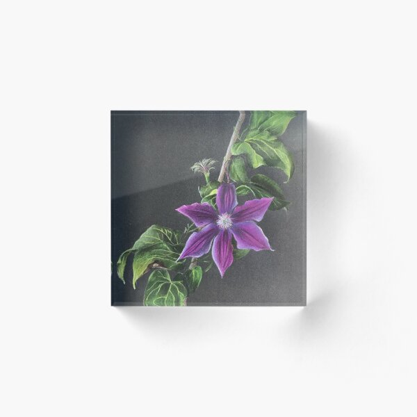 Illuminated Clematis Acrylic Block