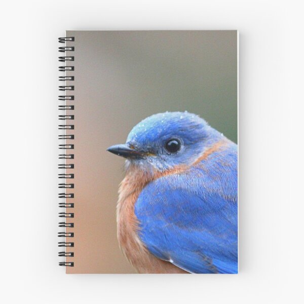 Item preview, Eastern Bluebird designed and sold by Enola Gay Wagner.
