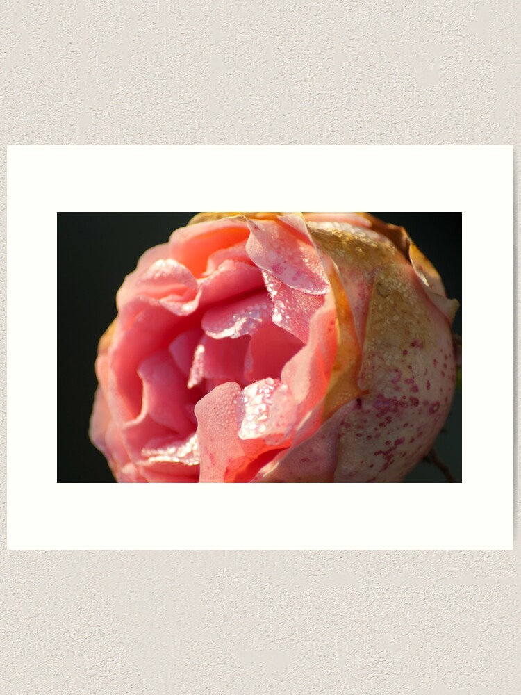 Thumbnail 1 of 3, Art Print, Sweet as of old... designed and sold by steppeland.